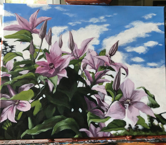 Algonquin Clematis